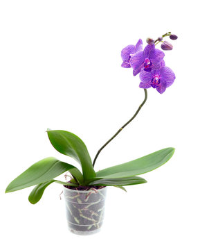 Violet orchid