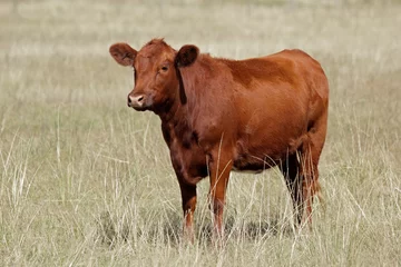Papier Peint photo Lavable Vache Vache angus rouge au pâturage