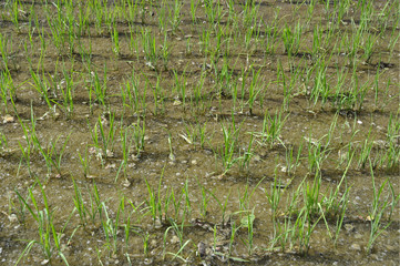 rice and water