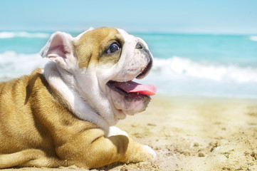 Fototapeta na wymiar English Bulldog puppy at the sea