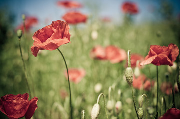 poppies on the meadow