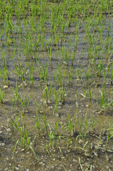 rice, water and reflected sky #4