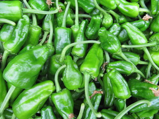 Pimiento de Padrón