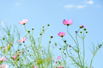コスモス