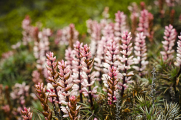 Rose pink Tasmanian wildflower in Walls Of Jerusalem