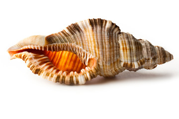 Seashell isolated on the white background
