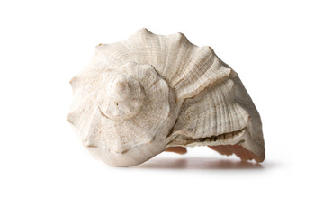 Seashell isolated on the white background