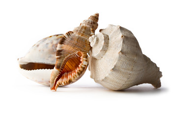 Seashells isolated on the white background