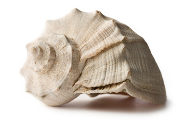 Seashell isolated on the white background