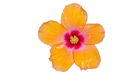Fototapeta na wymiar Pomarańczowy kwiat hibiskusa, Tajlandia.