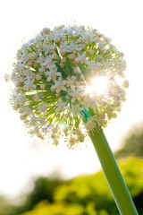 onion flower