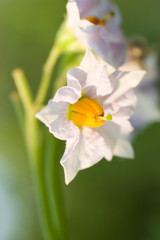 Fototapeta premium White flower