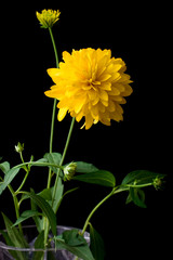 yellow dahlia flower in a bowl over black