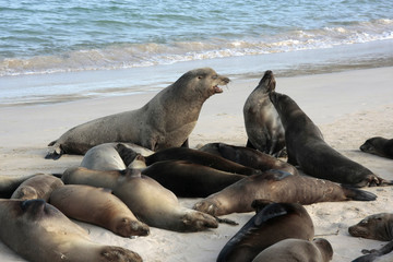 Isla santa fé,islas galapagos Ecuador