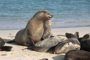 Isla santa fé,islas galapagos Ecuador