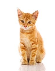 Obraz premium Czerwony mały kot