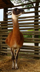 Lama