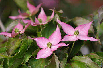 Kousa Dogwood