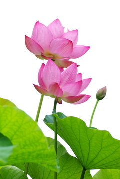 Fototapeta lotus