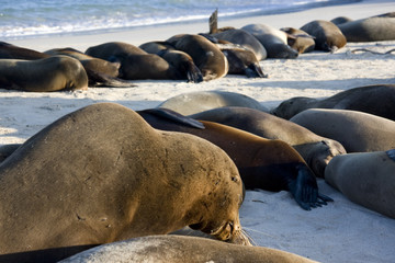 Isla santa fé barrington,islas galapagos Ecuador