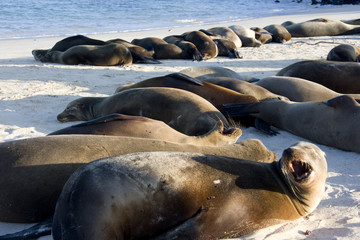 Fototapeta premium Isla santa fé barrington,islas galapagos Ecuador