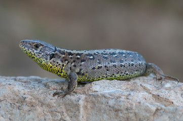 sand lizard
