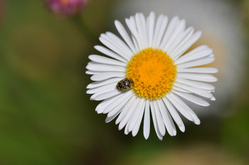 Obraz premium Coccinelle asiatique sur une marguerite