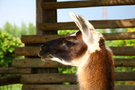 Lama