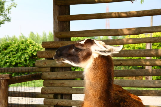 Lama