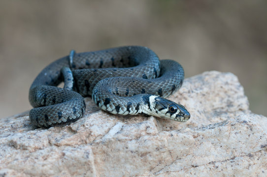 young grass snake