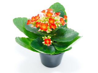 red kalanchoe in pot