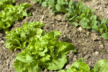 salade sur sol sec d'un jardin pôtager