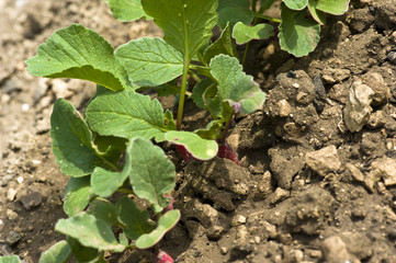 radis d'un jardin pôtager