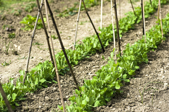 sol sec d'un jardin p&ocirc;tager