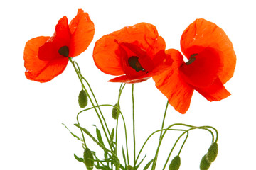 Obraz premium Maki, maki kukurydziane