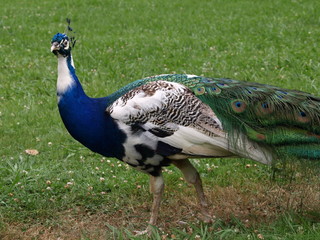pavo real2