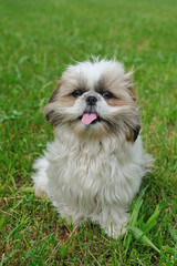 Cute funny shih tzu breed dog outdoors in a park