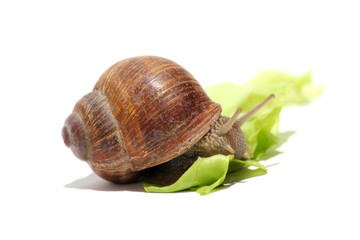 Fressende Weinbergschnecke