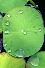 Drop of water on a lotus leaf