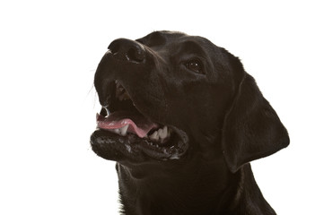 Labrador, schwarz, Rassehund, Studioaufnahme, freigestellt