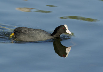 Common Coot