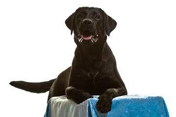 Labrador, schwarz, Rassehund, Studioaufnahme, freigestellt