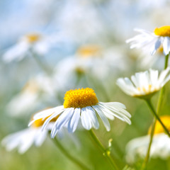 Chamomile