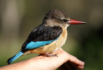 Kingfisher bird on hand