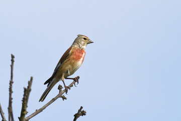 Carduelis cannabina - Linotte mélodieuse (m) - Common Linnet( m)