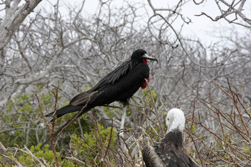 Isla Seymour norte,islas galapagos Ecuador