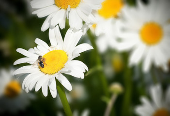 Travailleuse du pollen