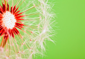 Dandelion isolated over green background
