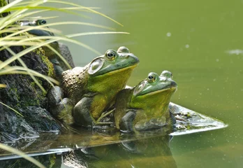 Printed kitchen splashbacks Frog Pair of frogs