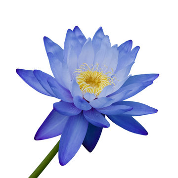 Water lily isolated on white background